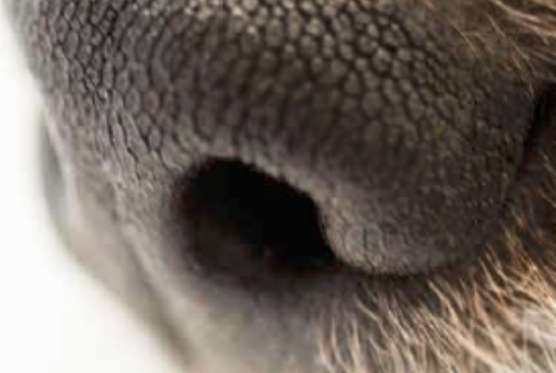 Seguro Saúde e Responsabilidade Civil de Animal de Estimação para Cães e Gatos